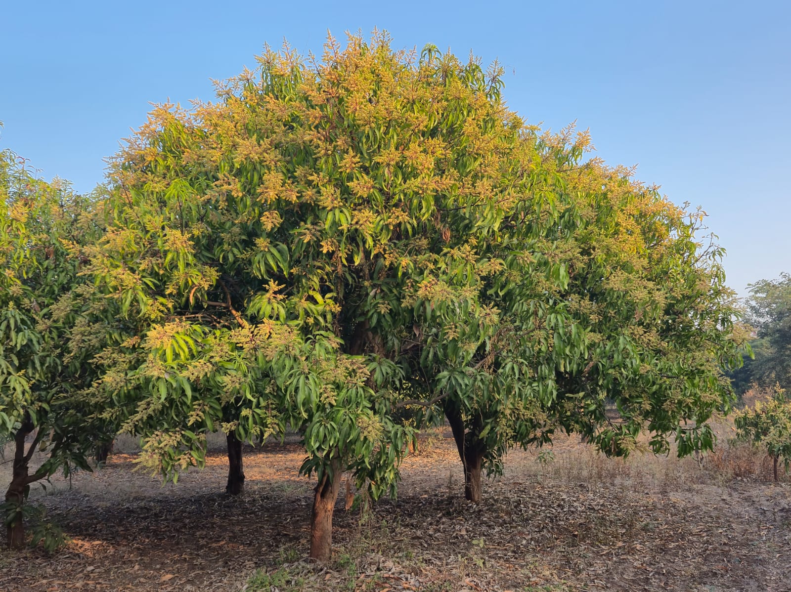 Mango_Blossom