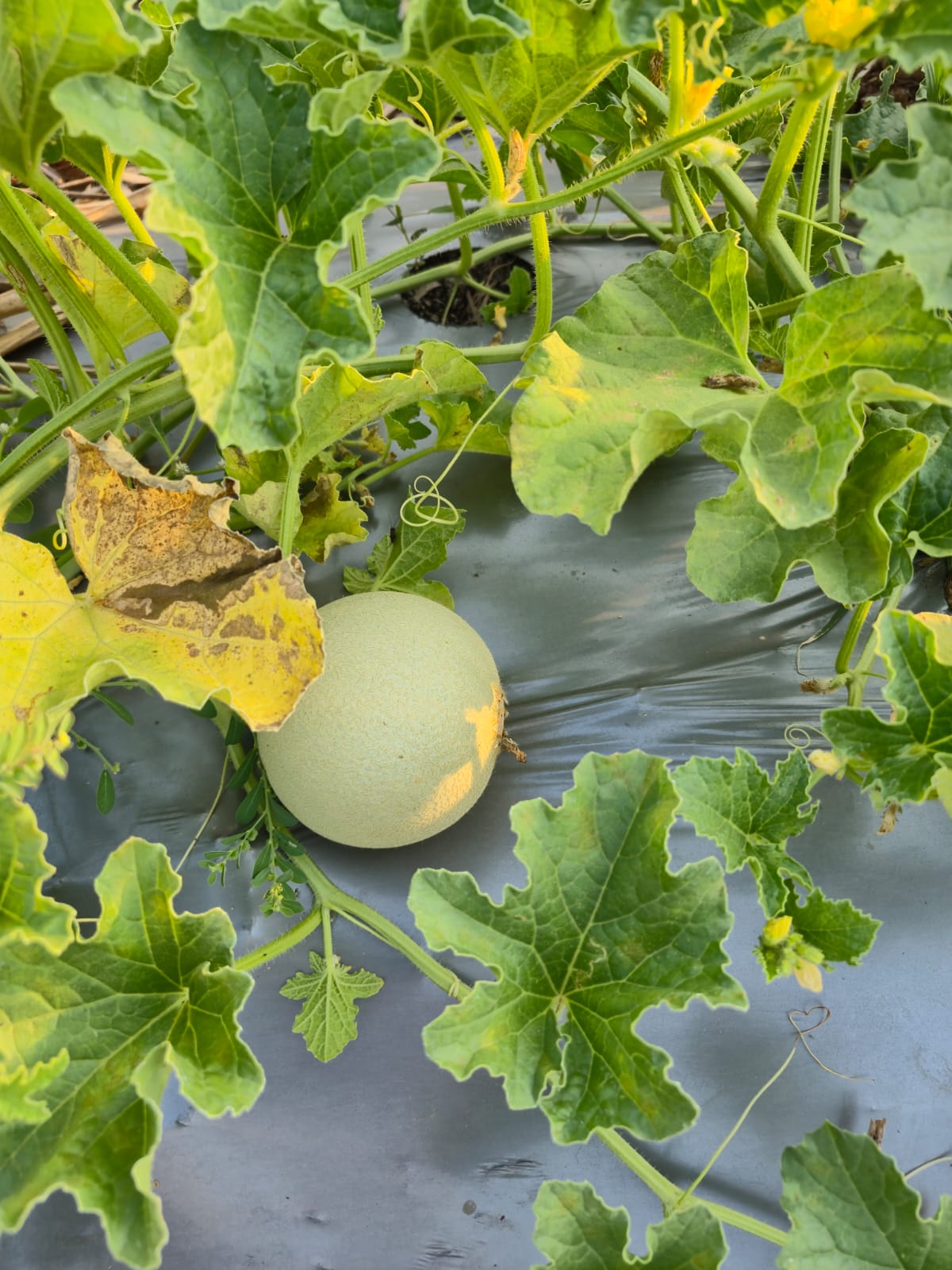 Muskmelon