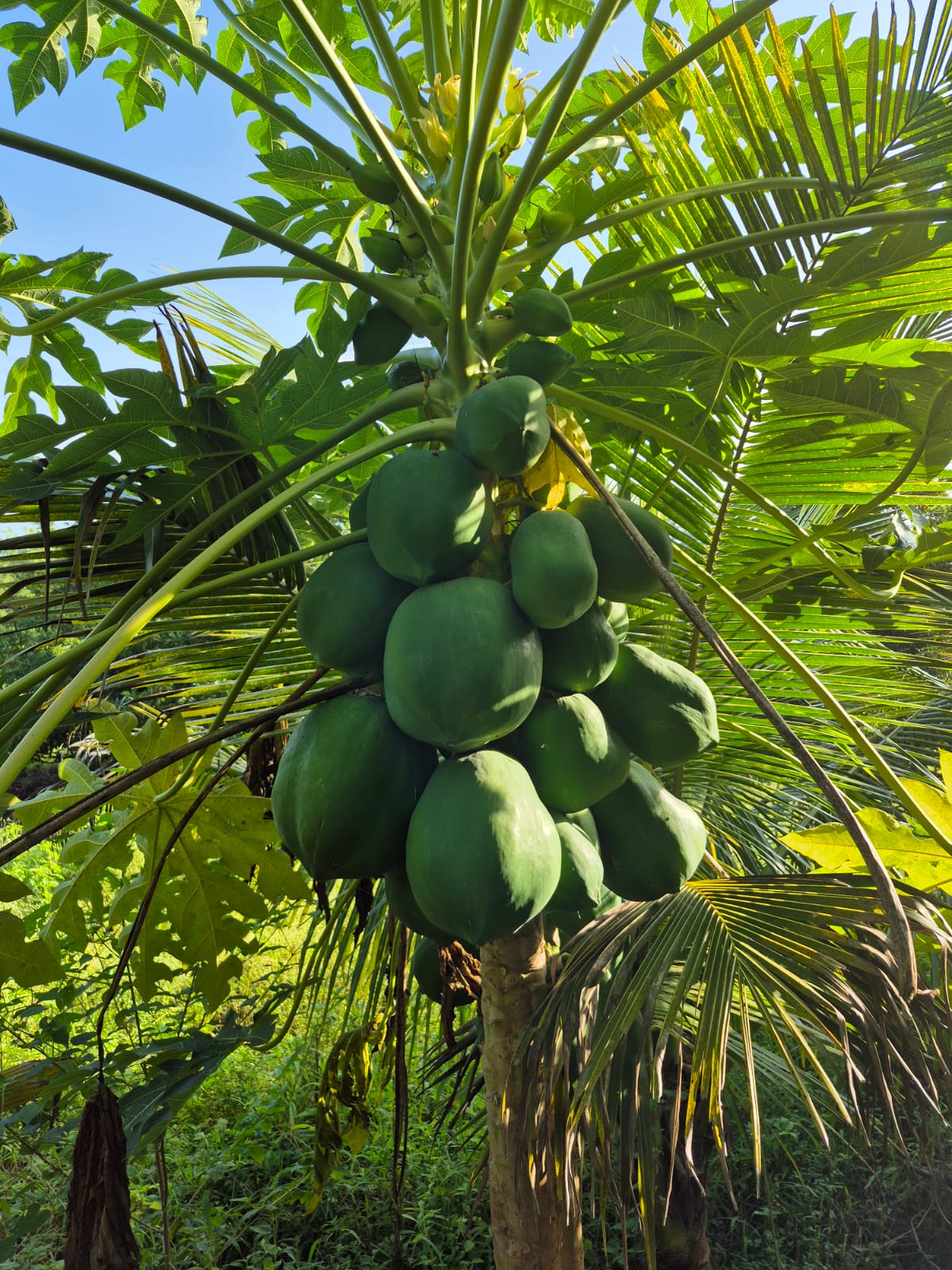 Papaya