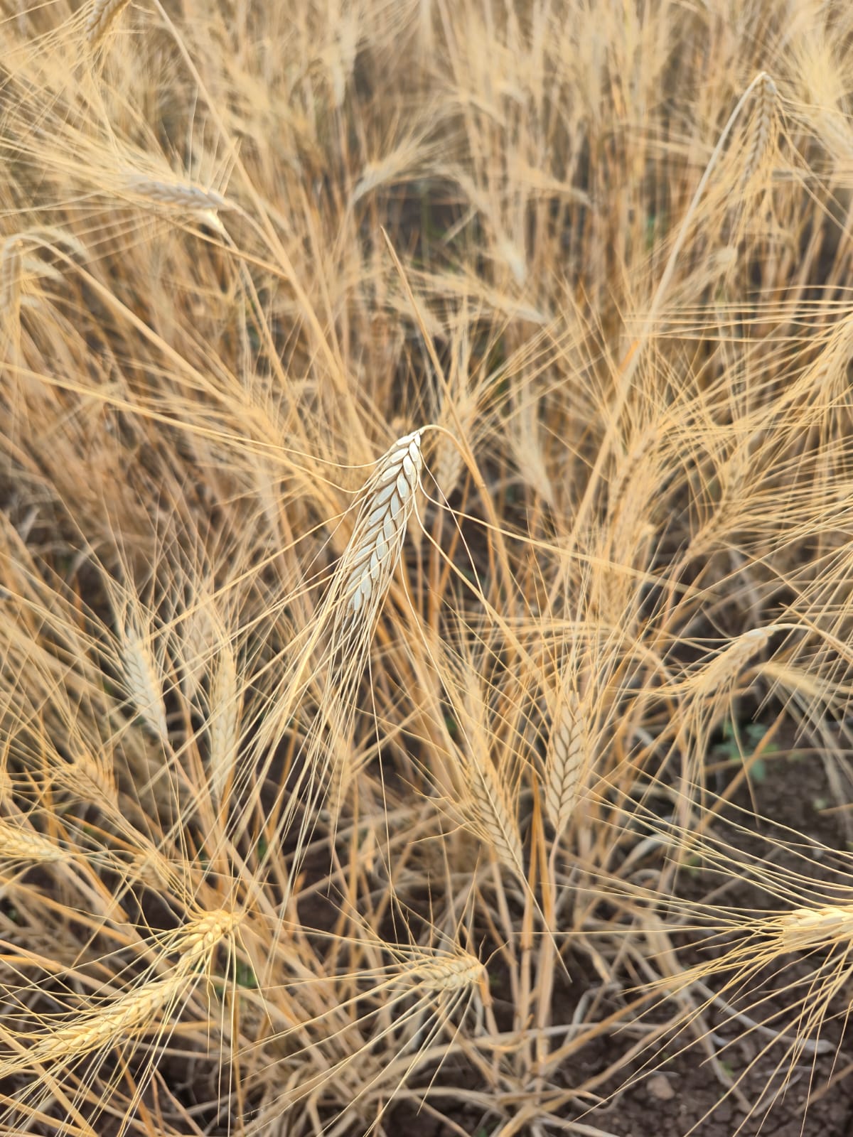 Wheat