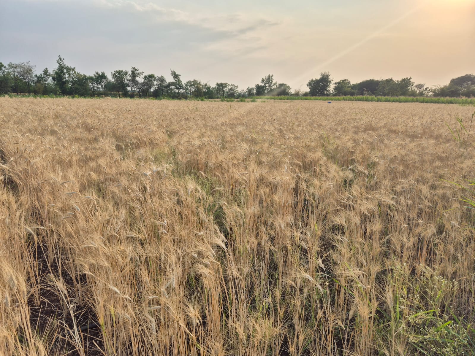 Wheat Farm