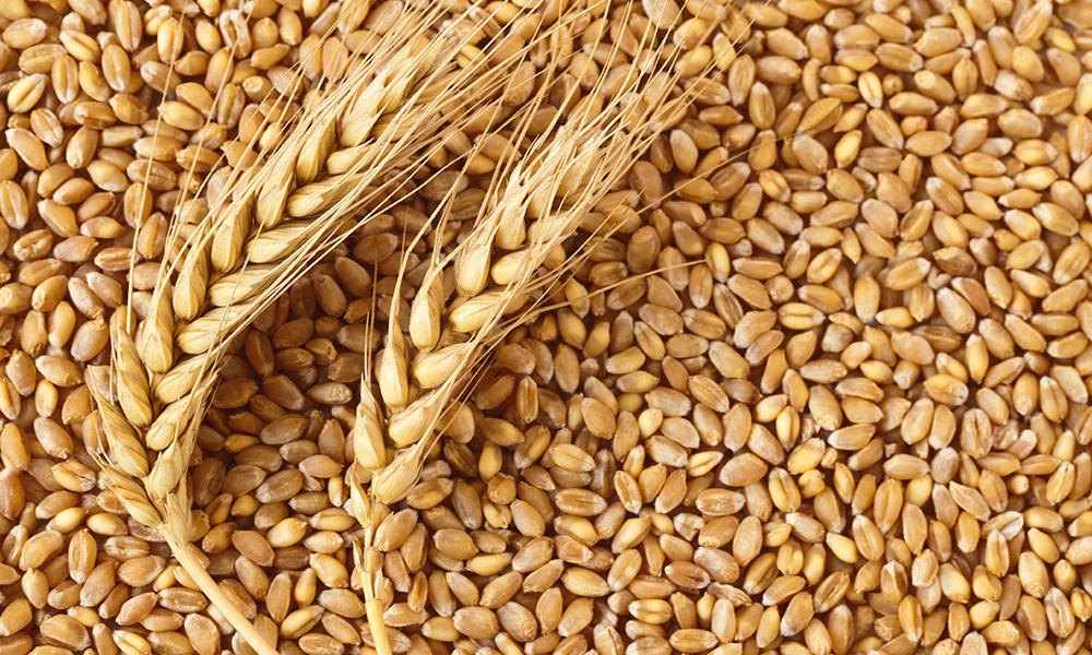 Wheat & Grains